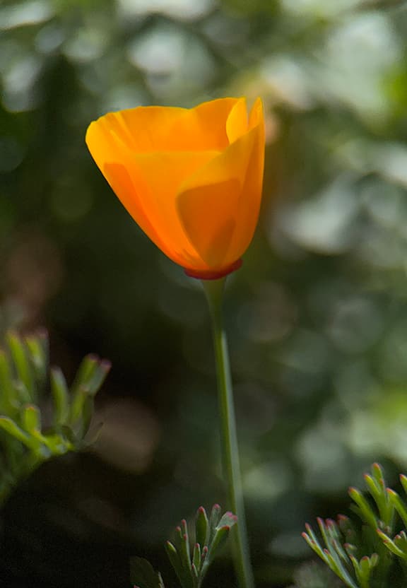 Poppies category preview on Floragrams