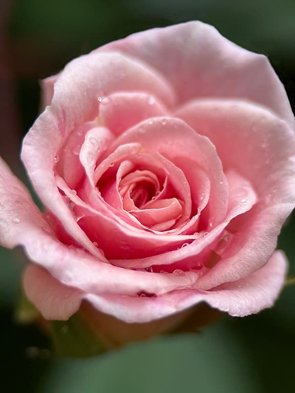 Cecile Brunner Rose flower photography print available as a greeting card or sticker
