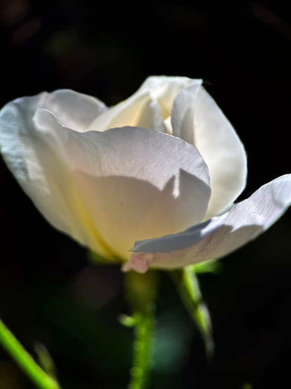 Iceberg Rose flower photography print available as a greeting card or sticker