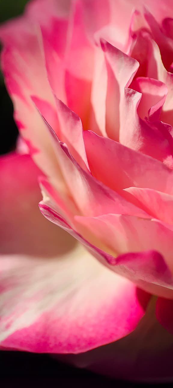 Rose Close-Up flower photography print available as a greeting card or sticker