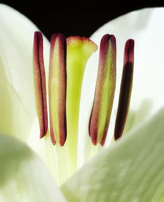 Tulip category preview on Floragrams