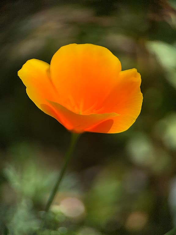 Poppy Series flower photography print available as a greeting card or sticker