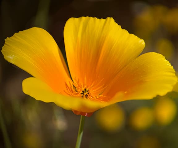 Poppy Series flower photography print available as a greeting card or sticker