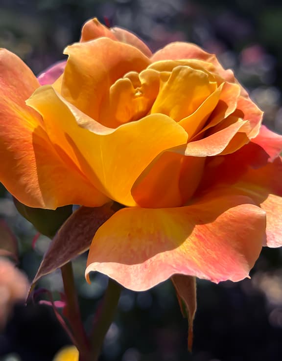 Sunset Horizon Rose product image on Floragrams