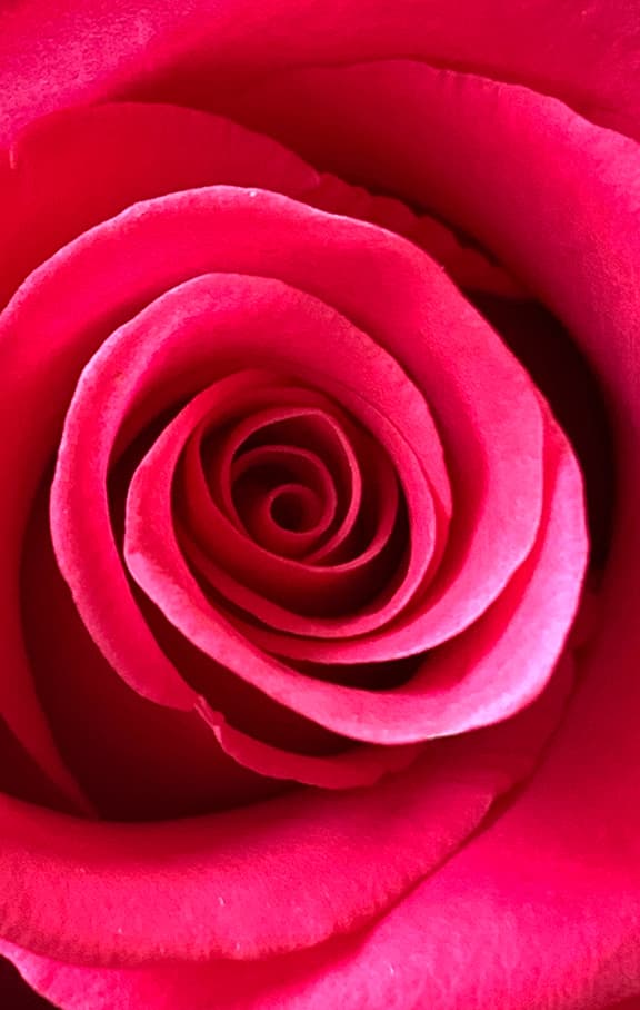 Vibrant Red Rose flower photography print available as a greeting card or sticker