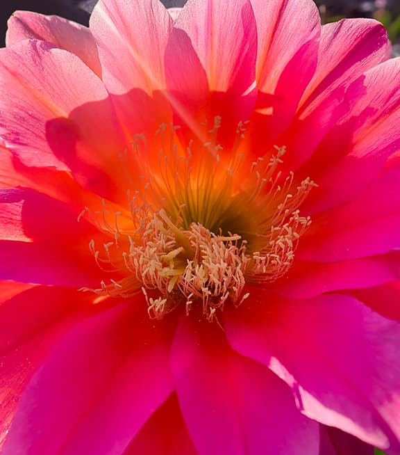 Cactus Flower product image on Floragrams