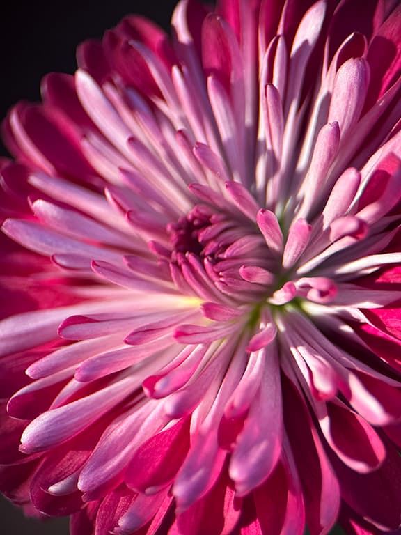 Two-Tone Chrysanthemum flower photography print available as a greeting card or sticker