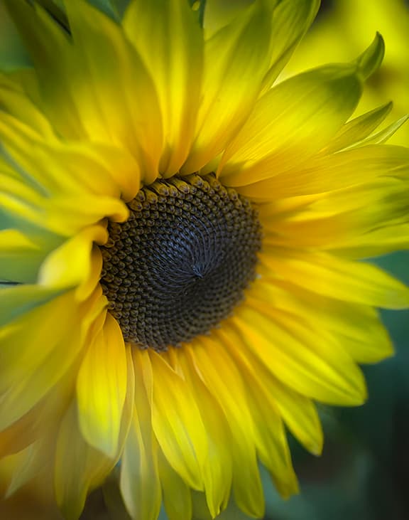 Gold Sunflower flower photography print available as a greeting card or sticker