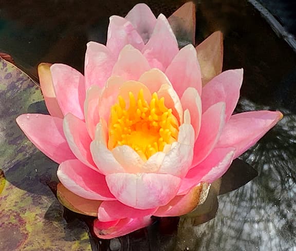 Pink Waterlily flower photography print available as a greeting card or sticker
